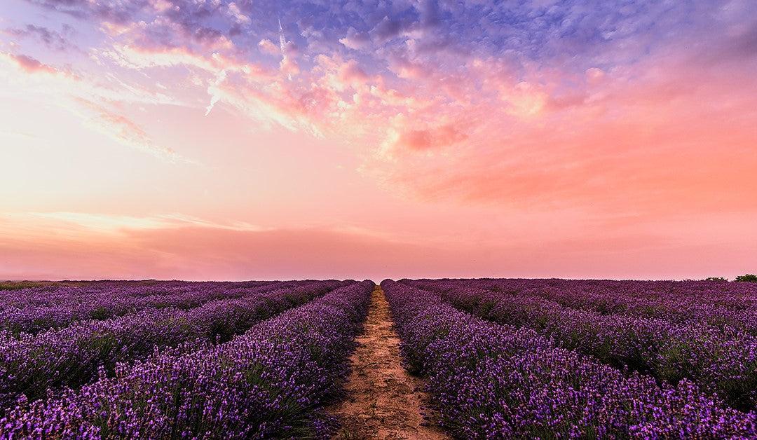 Does Lavender Essential Oil Help Improve Sleep?