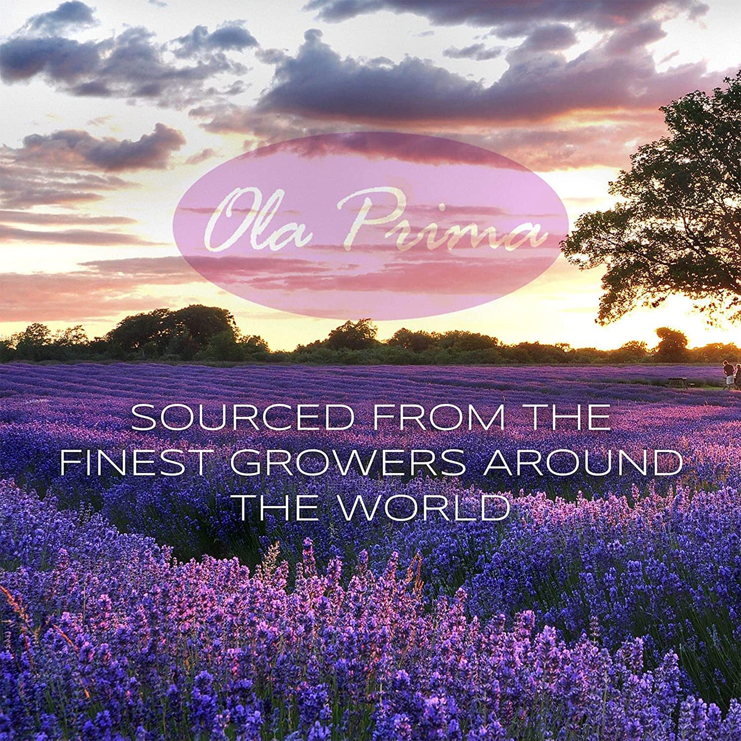 Ola Prima Oils 8oz - Lemon Essential Oil - 8 Fluid Ounces