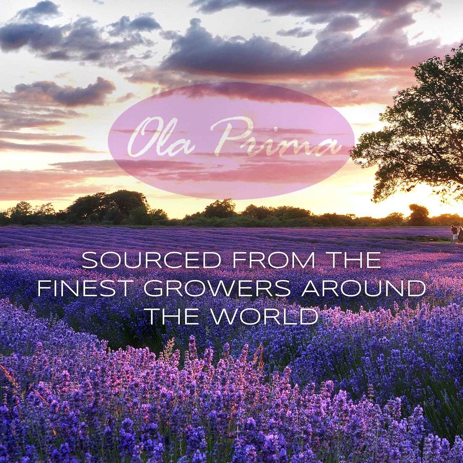 Ola Prima Geranium (Rose Oil) 8oz